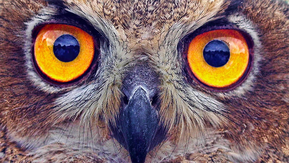 Picture of an owl's eyes
